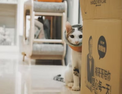 Biznes w trosce o zwierzęta, czyli kilka słów o aplikacji, która pomoże odnaleźć zaginionego pupila