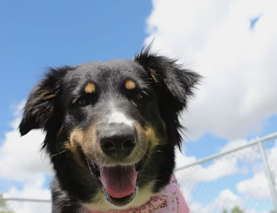 Barbara Bruzda ma nietypowy pomysł na biznes. Sztuczna inteligencja pomoże zagubionym zwierzętom